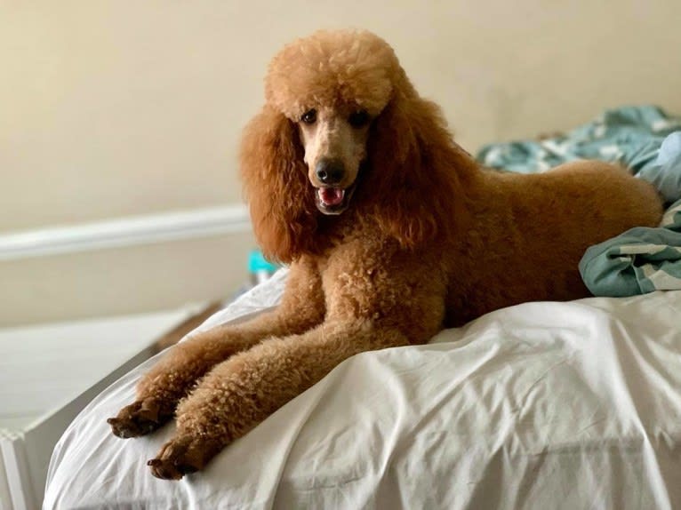 FlipFlop, a Poodle (Standard) tested with EmbarkVet.com