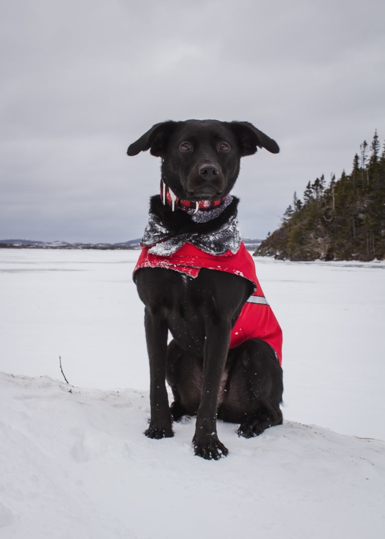 Cinder, a Newfoundland and Labrador Retriever mix tested with EmbarkVet.com