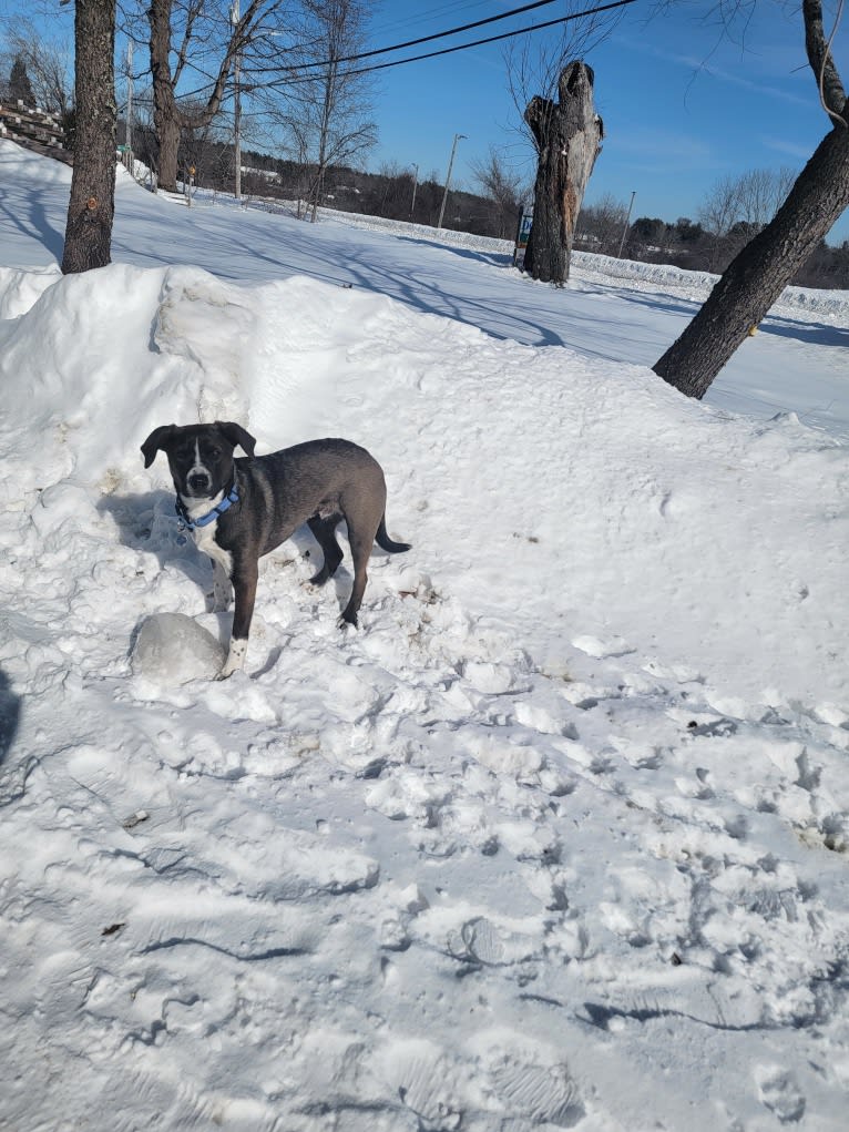 Boomer, an American Pit Bull Terrier and Labrador Retriever mix tested with EmbarkVet.com