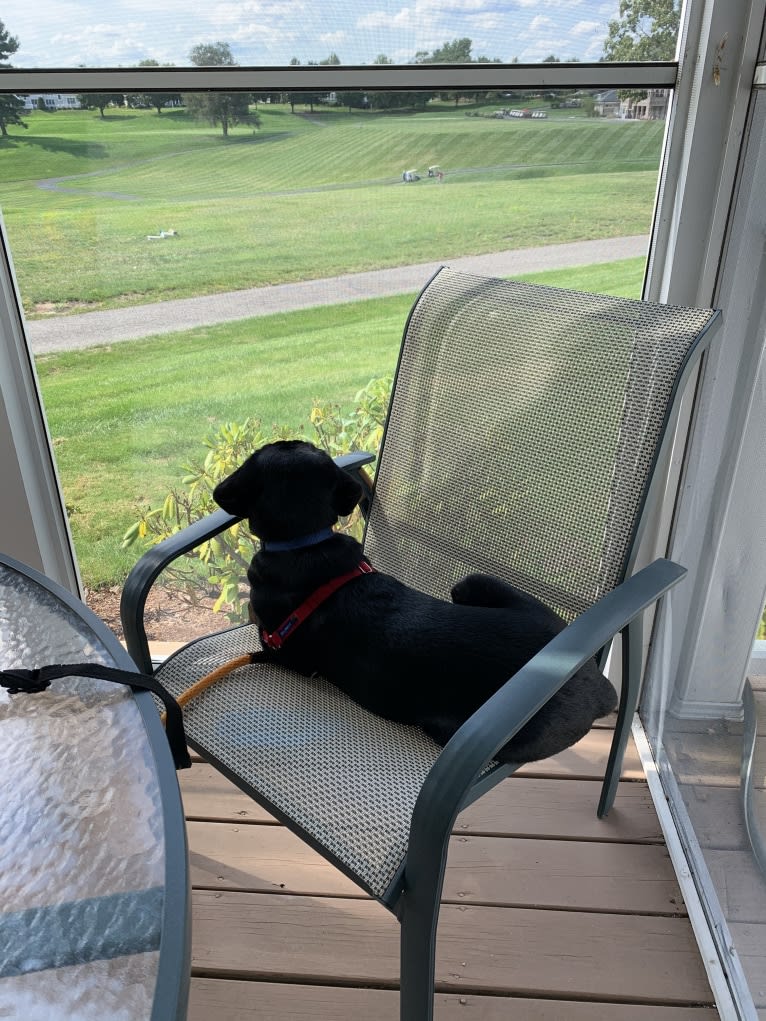 Ollie Milazzo, an American Foxhound and German Shorthaired Pointer mix tested with EmbarkVet.com