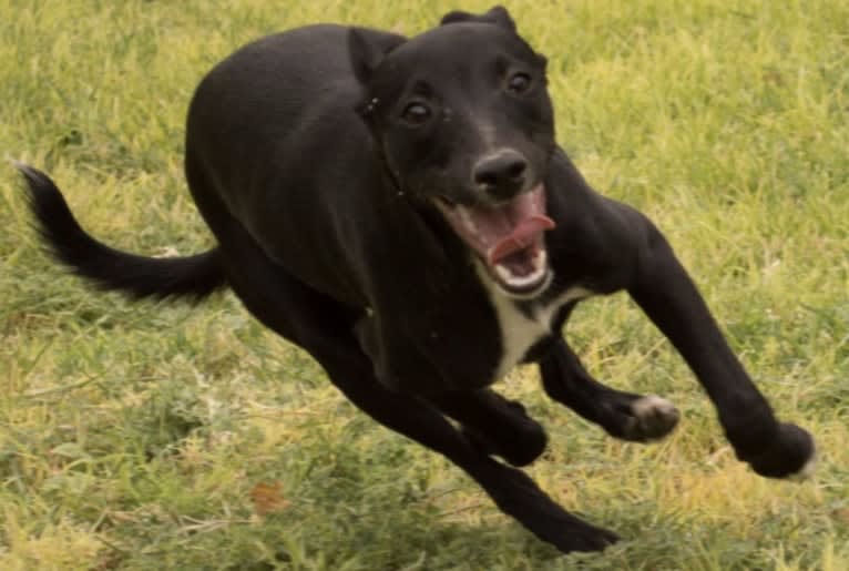 Jellybean, a Whippet and Border Collie mix tested with EmbarkVet.com