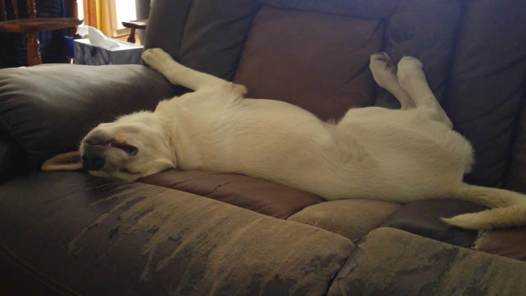 Loki, a Siberian Husky and Australian Cattle Dog mix tested with EmbarkVet.com