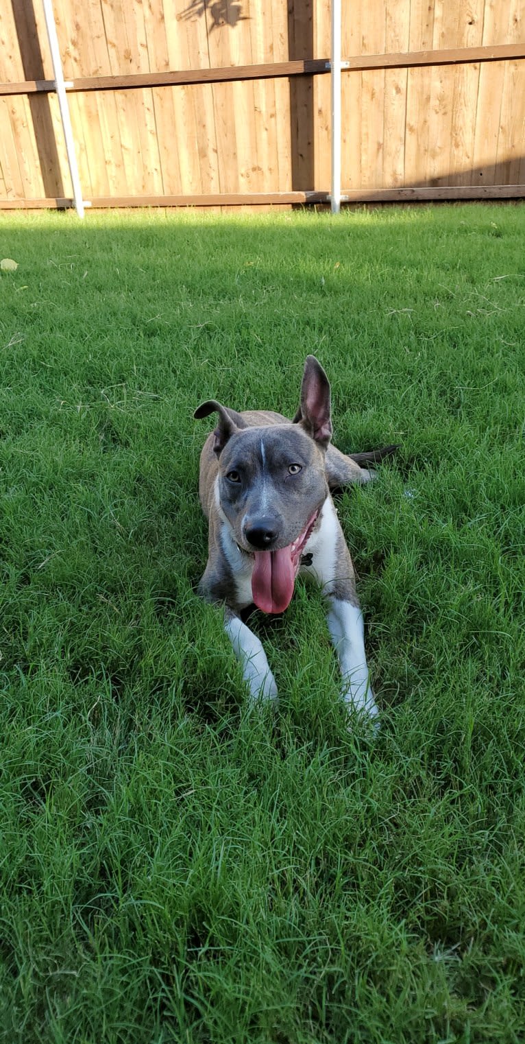 SAINT, an American Pit Bull Terrier and American Staffordshire Terrier mix tested with EmbarkVet.com