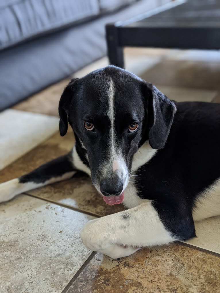 Kuiper, an American Foxhound and Siberian Husky mix tested with EmbarkVet.com