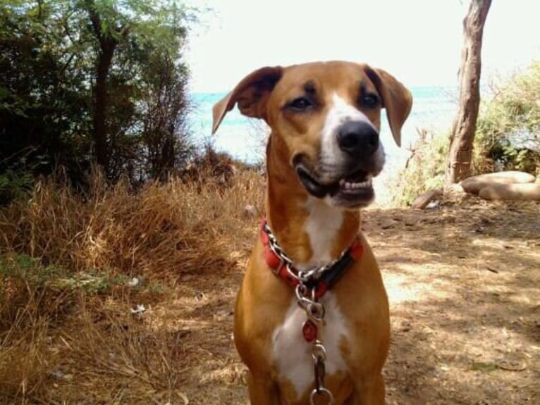 Sucre, an American Pit Bull Terrier and Australian Cattle Dog mix tested with EmbarkVet.com