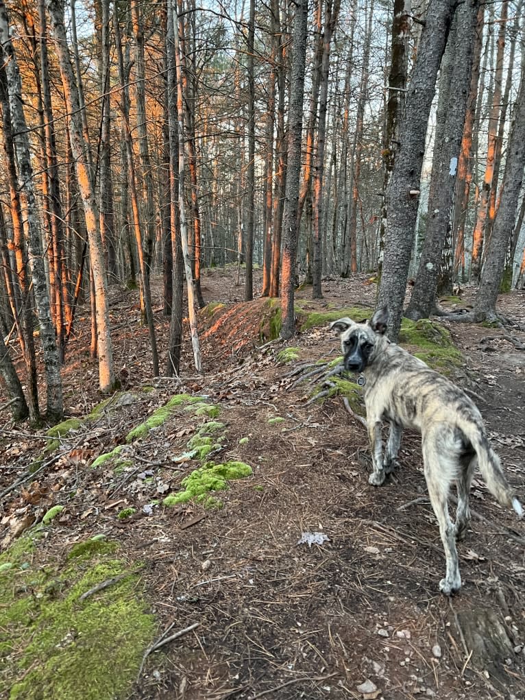 Paco, an American Pit Bull Terrier and Australian Cattle Dog mix tested with EmbarkVet.com