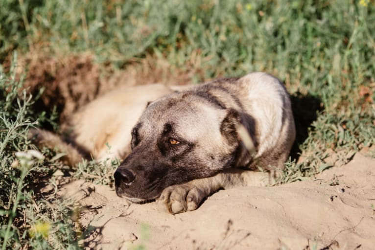 Timber, an Anatolian Shepherd Dog tested with EmbarkVet.com