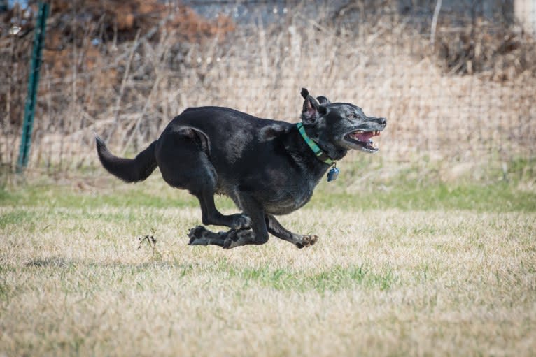 Schimpf's Addicted to the Game ("Addie"), a Labrador Retriever and German Shepherd Dog mix tested with EmbarkVet.com