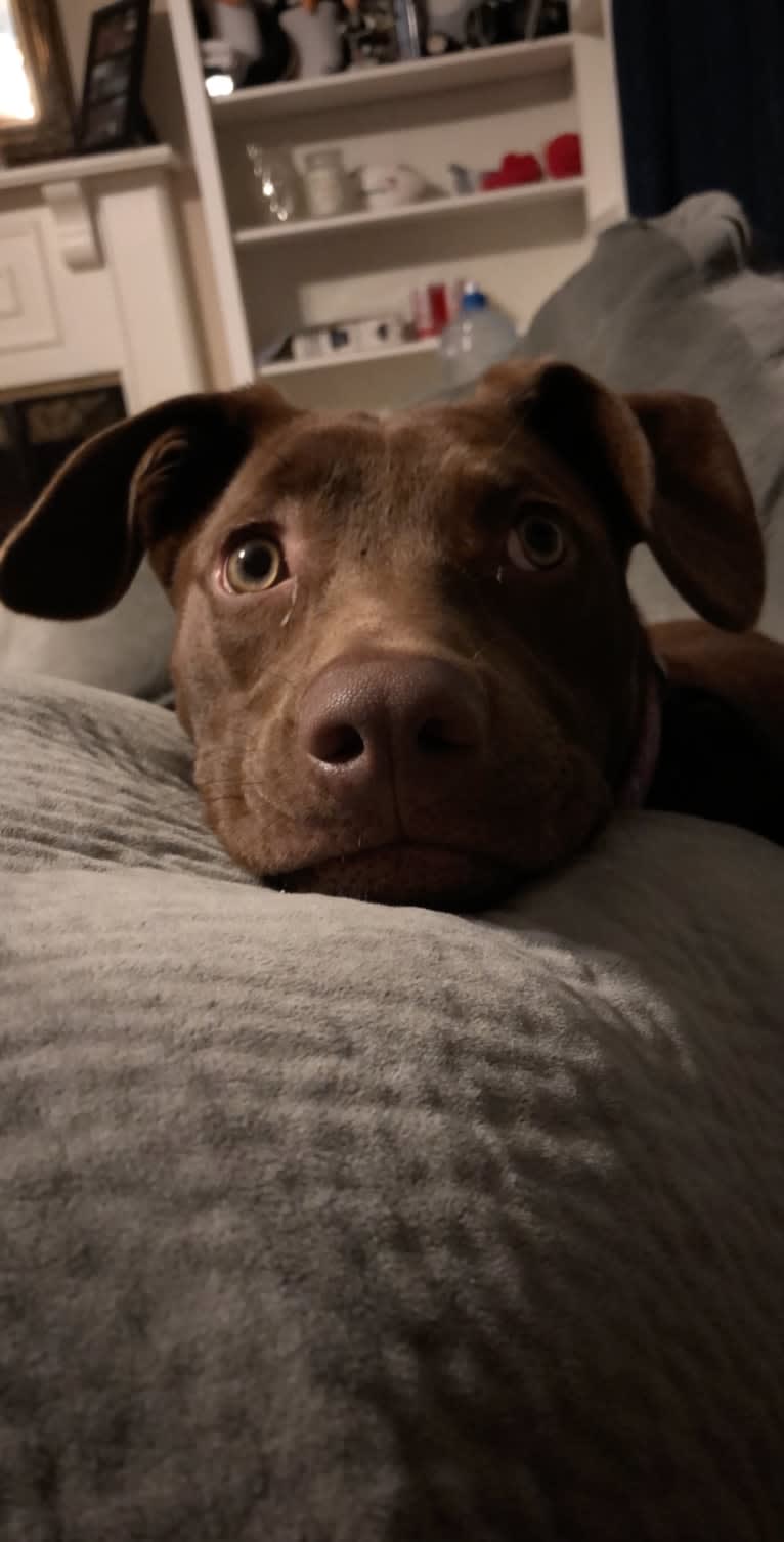 Dany, an American Pit Bull Terrier and Labrador Retriever mix tested with EmbarkVet.com