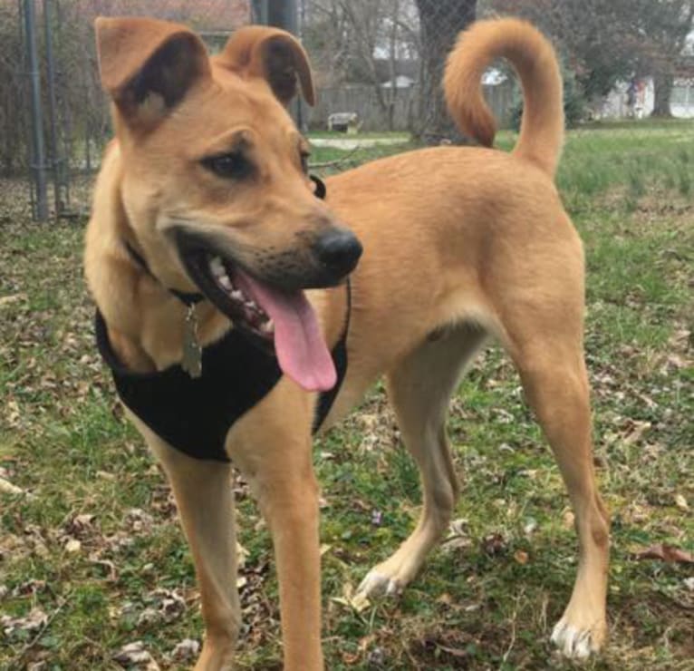 Comiskey, a Labrador Retriever and Miniature Schnauzer mix tested with EmbarkVet.com