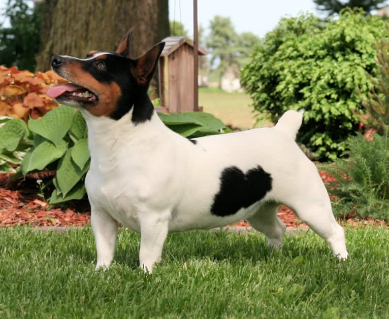 Daisy, a Teddy Roosevelt Terrier tested with EmbarkVet.com