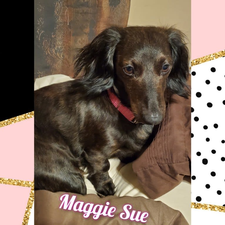 Maggie, a Dachshund tested with EmbarkVet.com