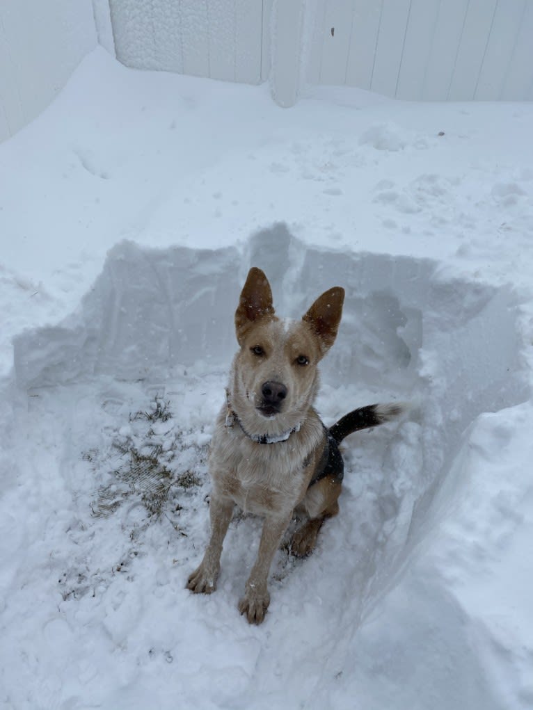 Remus, an Australian Cattle Dog and Chow Chow mix tested with EmbarkVet.com