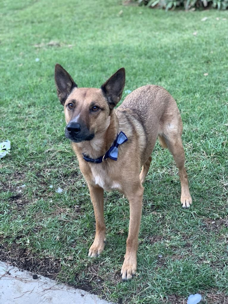 Todd, an Australian Cattle Dog and Border Collie mix tested with EmbarkVet.com