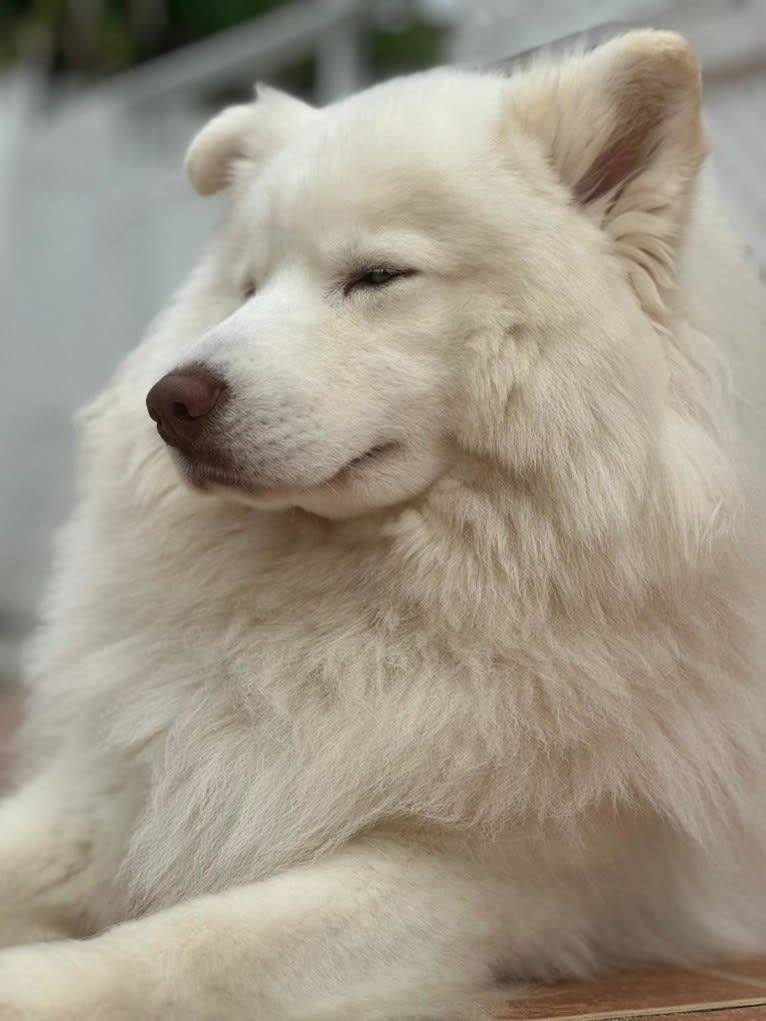 Blue Moon Huskies “ Zeus “, a Siberian Husky tested with EmbarkVet.com