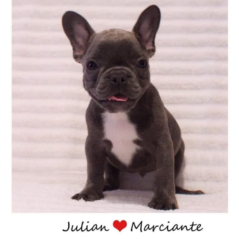 Julian Marciante, a French Bulldog tested with EmbarkVet.com
