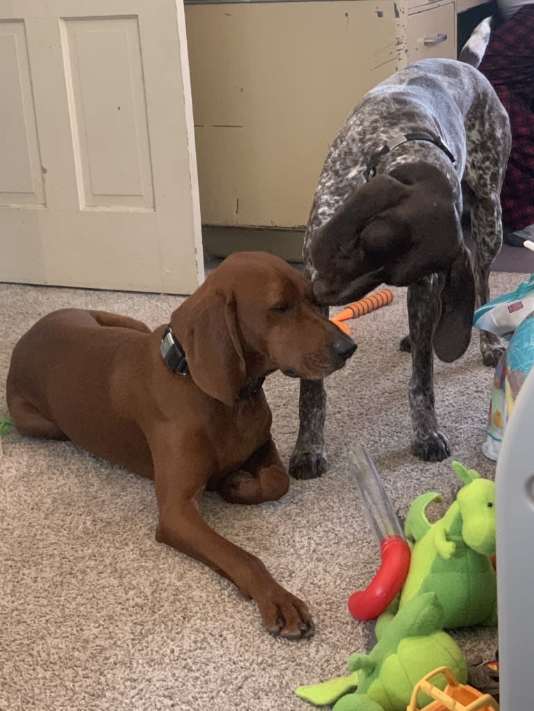 Red, a Redbone Coonhound tested with EmbarkVet.com