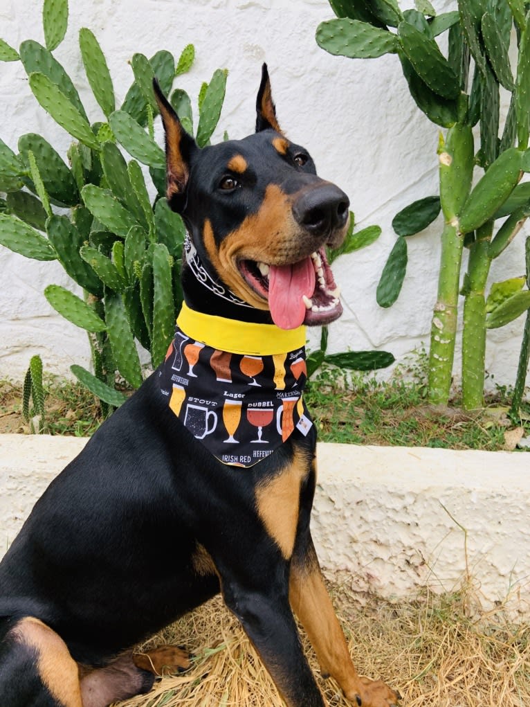 Castiel, a Doberman Pinscher and Rottweiler mix tested with EmbarkVet.com