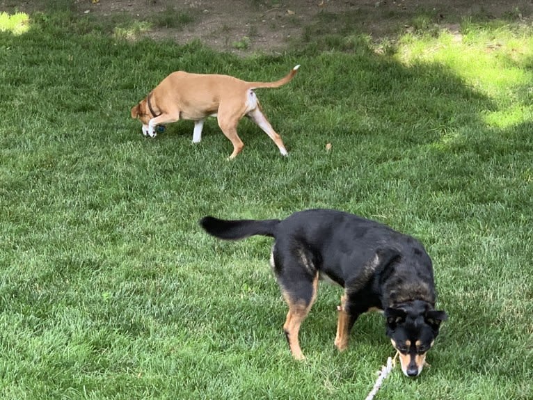 Cythera, an Australian Cattle Dog and American Pit Bull Terrier mix tested with EmbarkVet.com