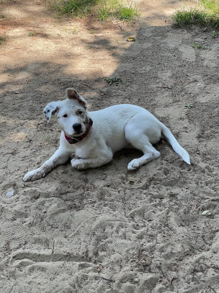 Stella, an American Pit Bull Terrier and Siberian Husky mix tested with EmbarkVet.com