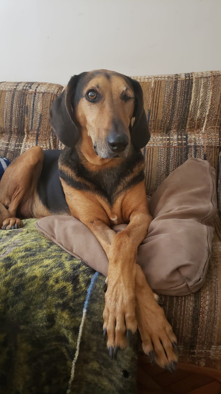 Gideon, a Greyhound and Treeing Walker Coonhound mix tested with EmbarkVet.com