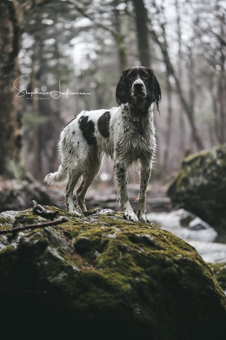 Maurann des Trois-Lacs, a French Spaniel tested with EmbarkVet.com