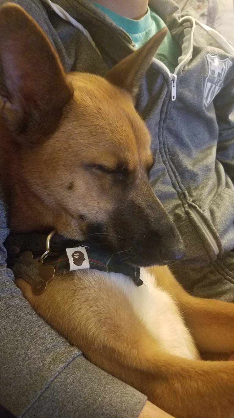 Shiba inu malinois mix sales