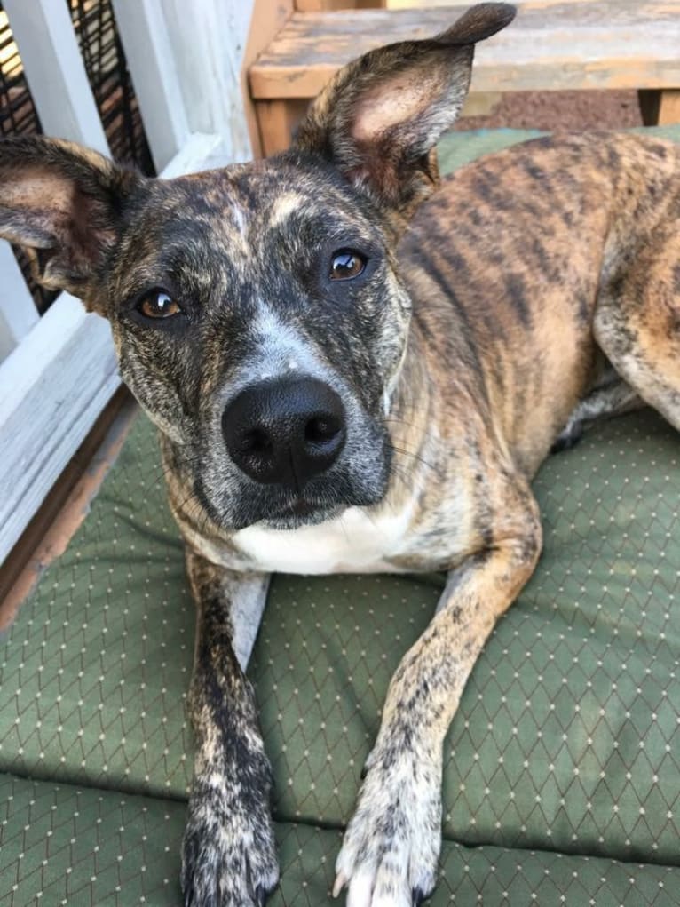 Quinn, an American Pit Bull Terrier and Australian Cattle Dog mix tested with EmbarkVet.com