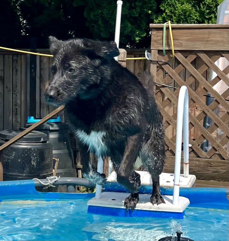 Guinness, a Labrador Retriever and Australian Cattle Dog mix tested with EmbarkVet.com