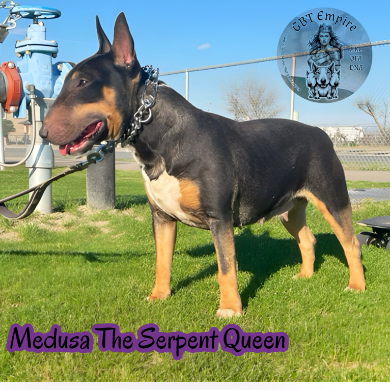 Medusa the serpent queen, a Bull Terrier tested with EmbarkVet.com