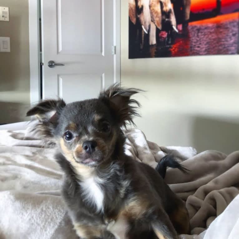 Zuna, a Chihuahua tested with EmbarkVet.com