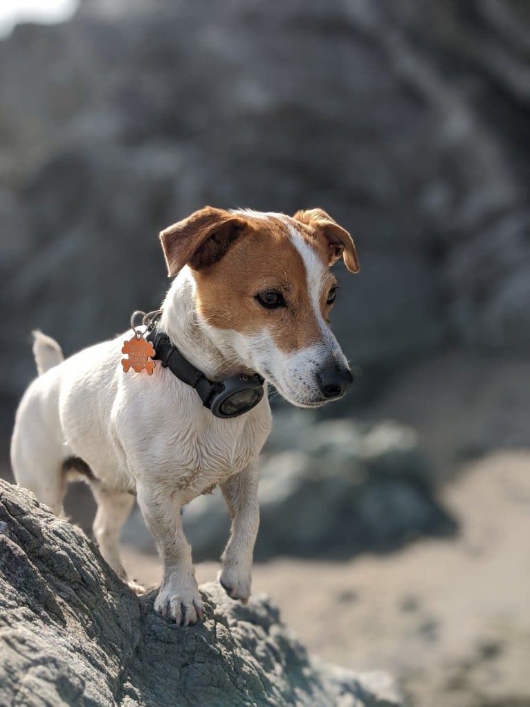 Tazil, a Russell-type Terrier tested with EmbarkVet.com