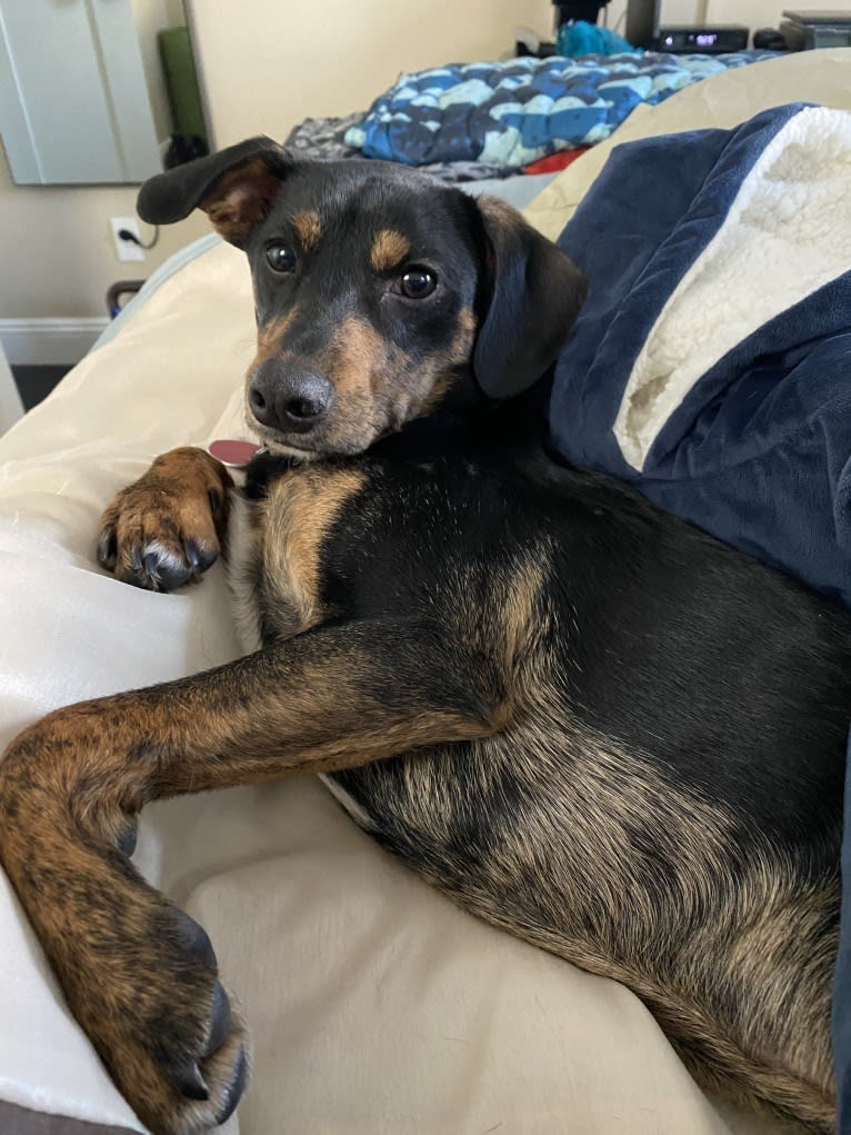 Sergeant, a Chihuahua and Dachshund mix tested with EmbarkVet.com