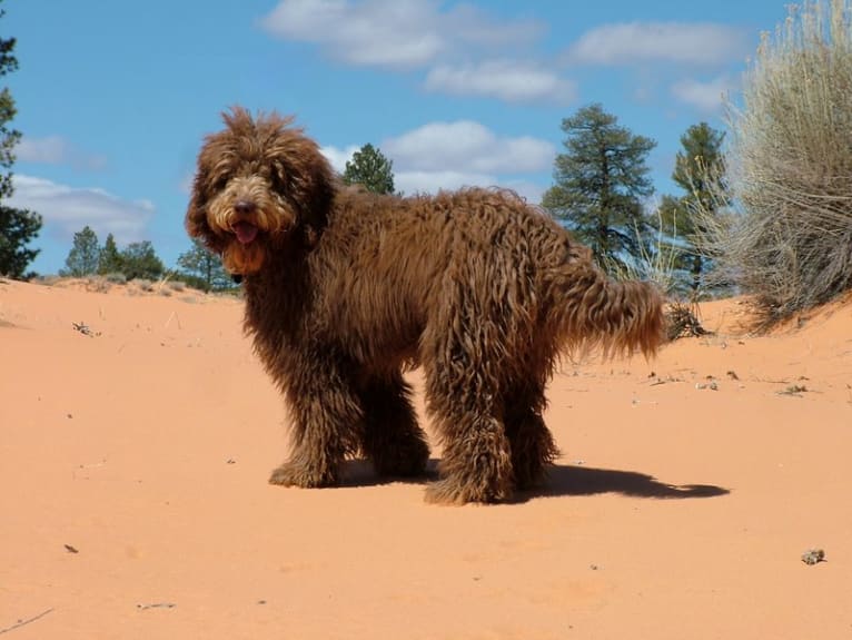 Maggie Sue, a Poodle (Standard) and Poodle (Small) mix tested with EmbarkVet.com