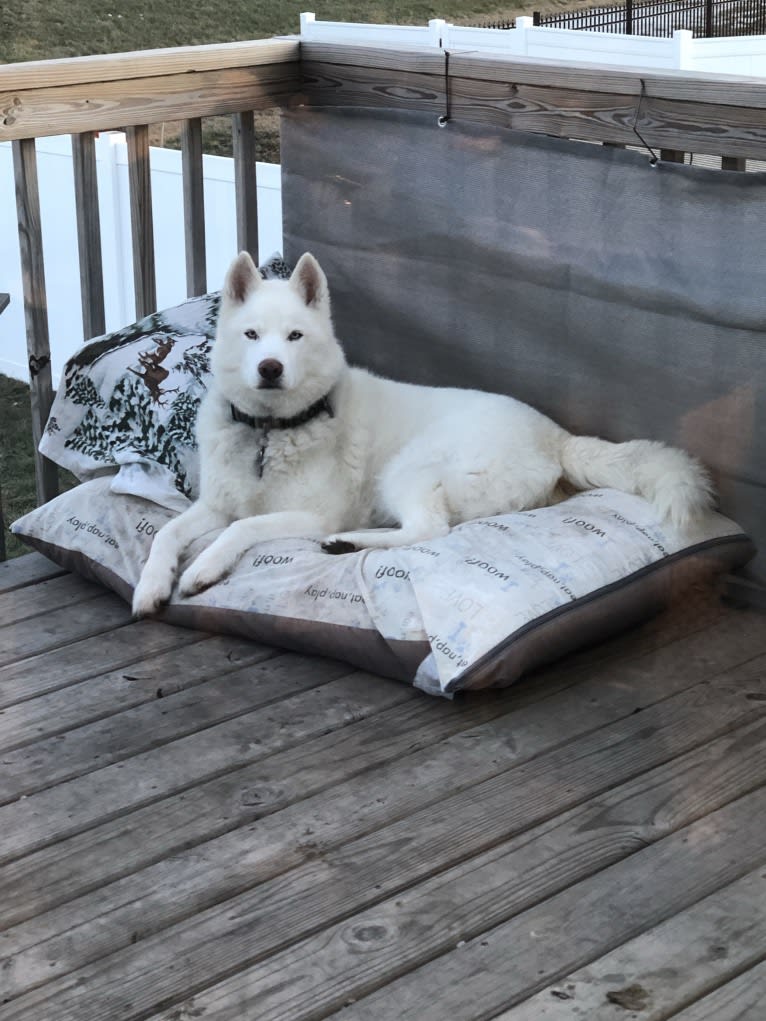 Recon, a Siberian Husky tested with EmbarkVet.com