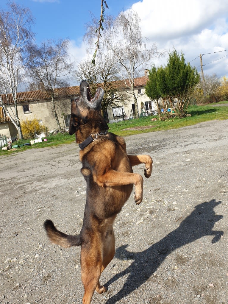 Alfie, a Belgian Malinois and Rottweiler mix tested with EmbarkVet.com
