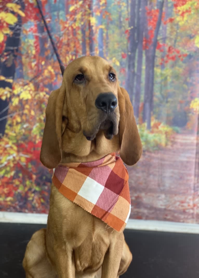 Red, a Bloodhound tested with EmbarkVet.com