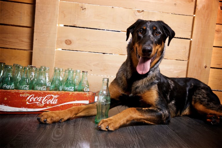 Charly, a Beauceron tested with EmbarkVet.com