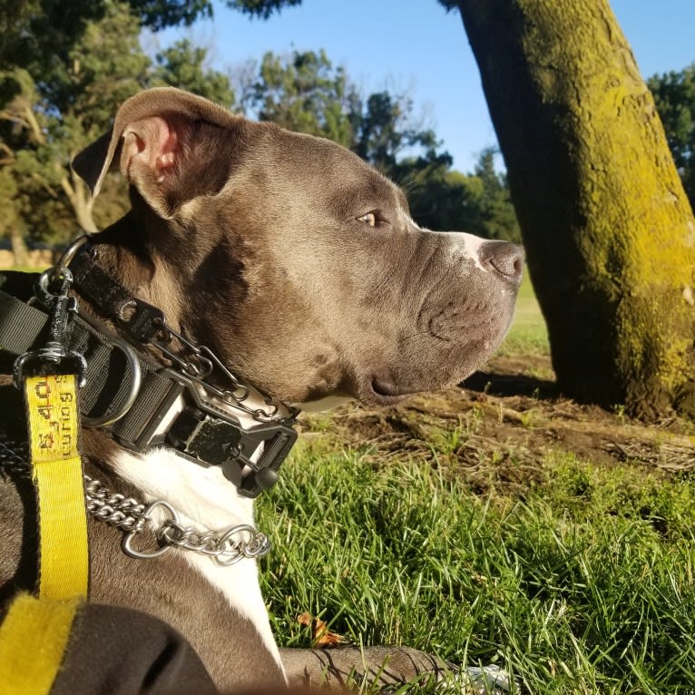 MaSiWei, an American Bully tested with EmbarkVet.com