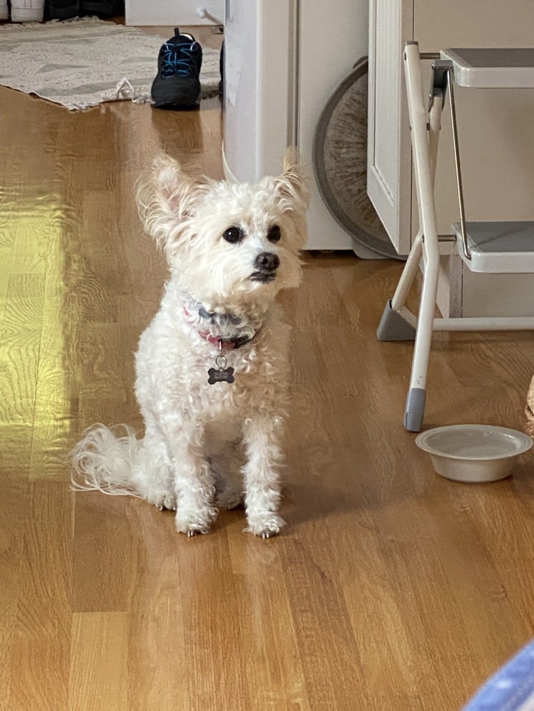 Buca, a Poodle (Small) and Pekingese mix tested with EmbarkVet.com