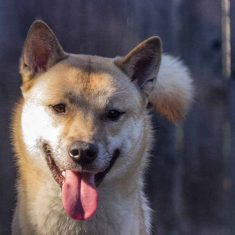 Cúchulainn, a Kishu Ken tested with EmbarkVet.com