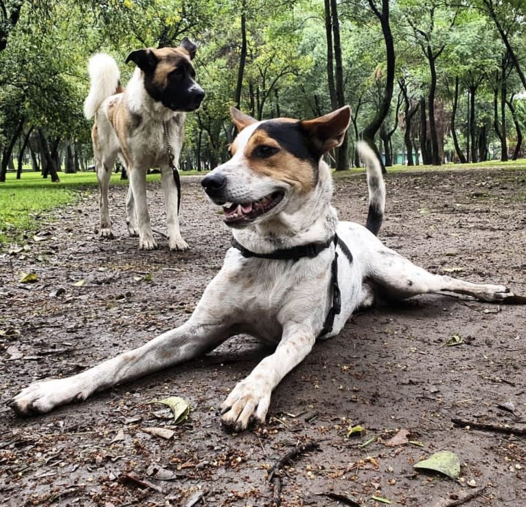 Charlie, a South Asian Village Dog tested with EmbarkVet.com