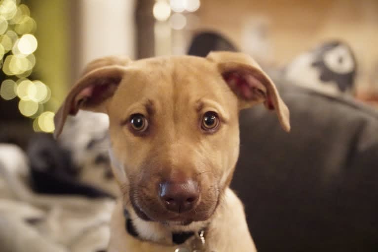 Bielski, an American Pit Bull Terrier and Labrador Retriever mix tested with EmbarkVet.com