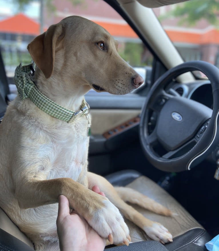 Willow, a Labrador Retriever and Treeing Walker Coonhound mix tested with EmbarkVet.com