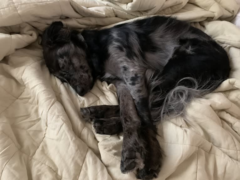 Plutonium, a Border Collie and Miniature/MAS-type Australian Shepherd mix tested with EmbarkVet.com