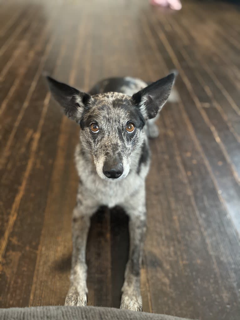 Josey, a Border Collie and Miniature/MAS-type Australian Shepherd mix tested with EmbarkVet.com