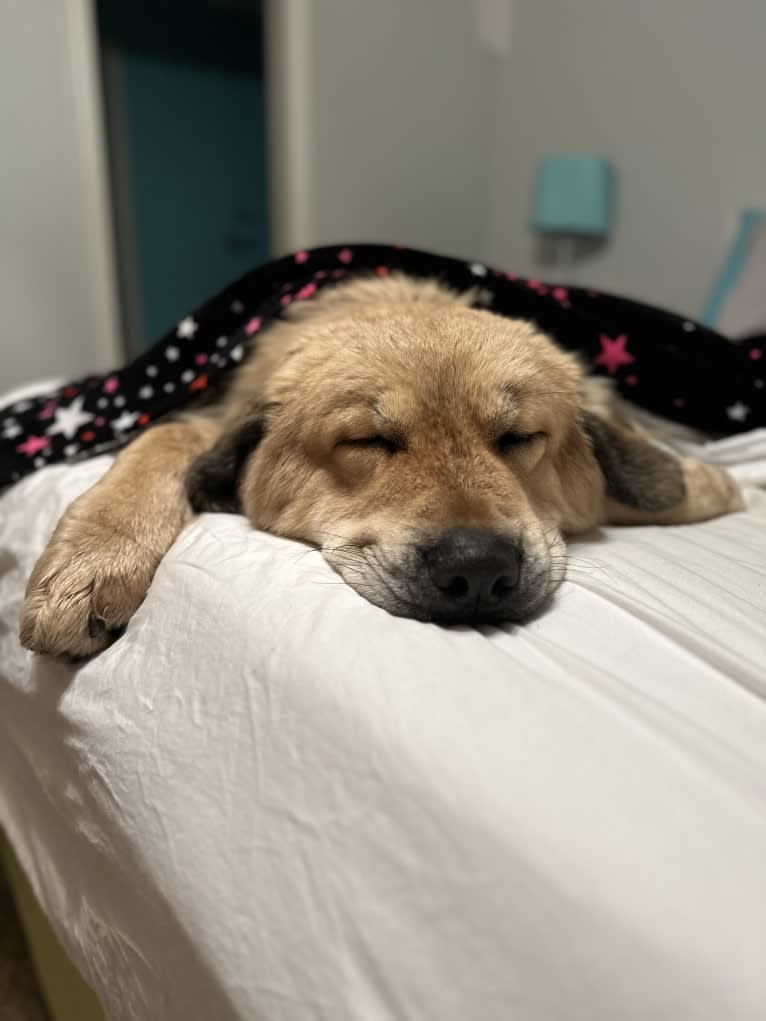Moose, a Tibetan Mastiff tested with EmbarkVet.com