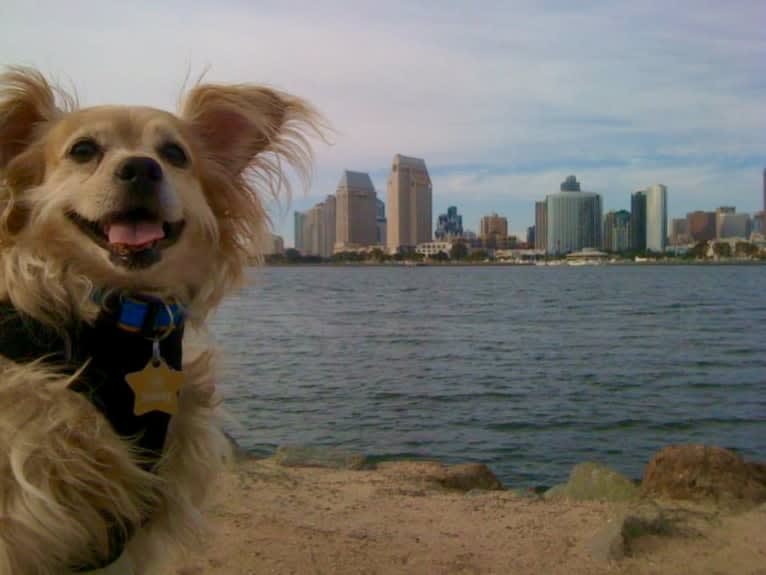 Sunny, a Cocker Spaniel and Chihuahua mix tested with EmbarkVet.com