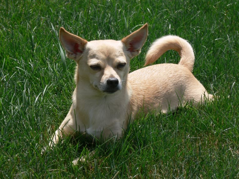 Nigel, a Shih Tzu and Miniature Pinscher mix tested with EmbarkVet.com