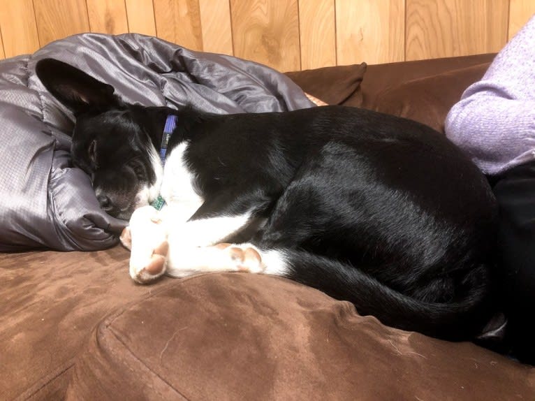 Newt, an Australian Cattle Dog and Border Collie mix tested with EmbarkVet.com